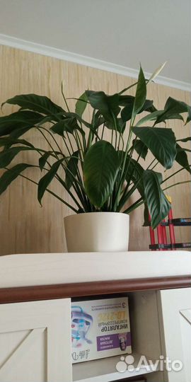 Спатифиллум