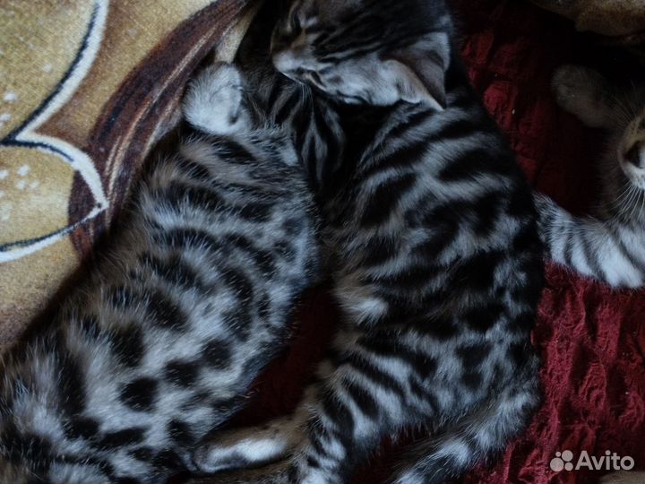Продам бенгальских котят