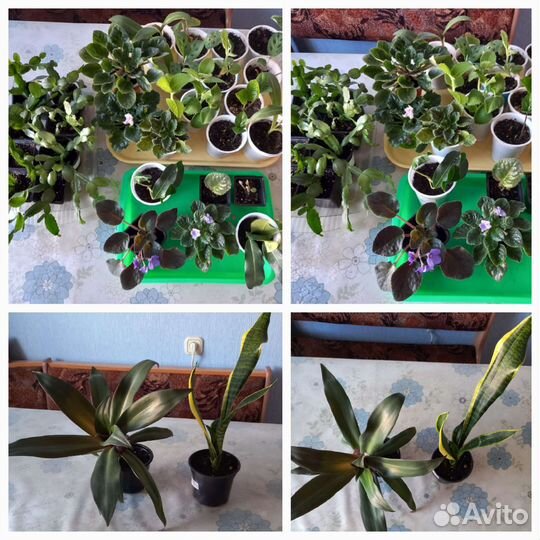 Комнатные растения