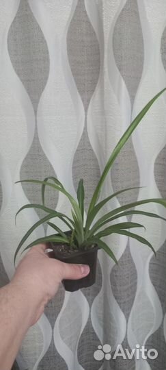 Хлорофитум