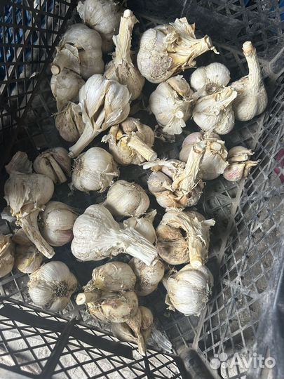Чеснок
