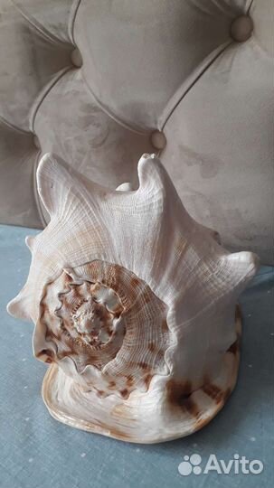 Ракушка кассис