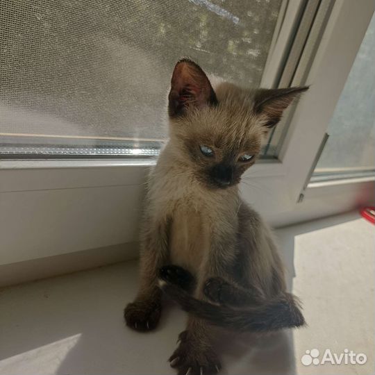 Тайская кошечка