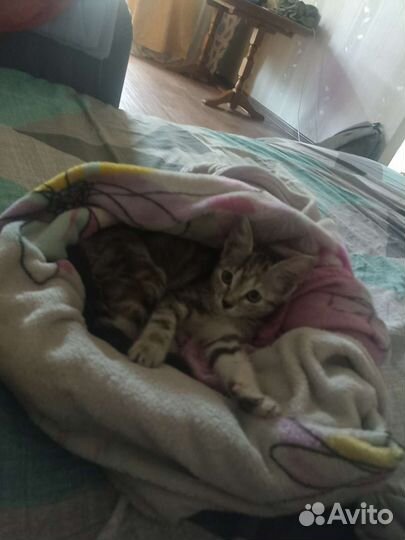 Котенок в добрые руки