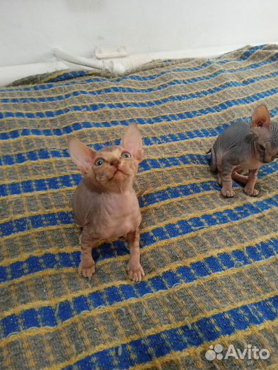 Канадский сфинкс