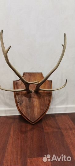 Рога оленя