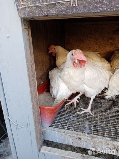 Куры несушки