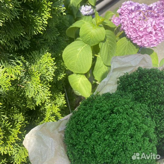 Стабилизированный мох