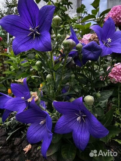 Плактодоний