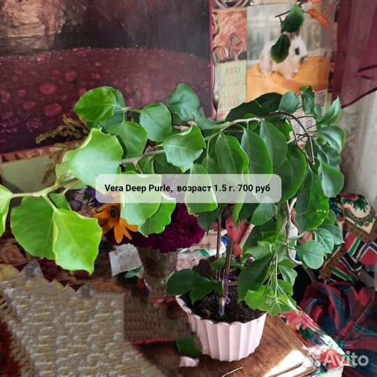 Комнатные цветы Бугенвиллии для южных окон