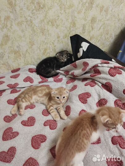 Котята в добрые руки