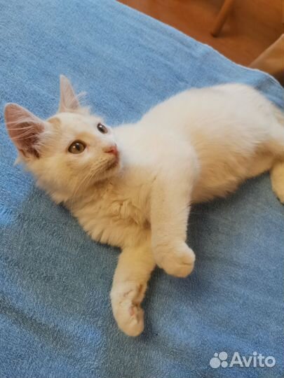 Котенок бесплатно
