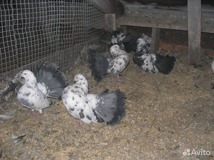 Продам голубей