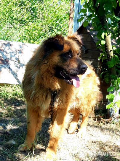 Отдам в хорошие руки собаку