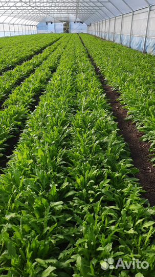 Кинза укроп руккола опт