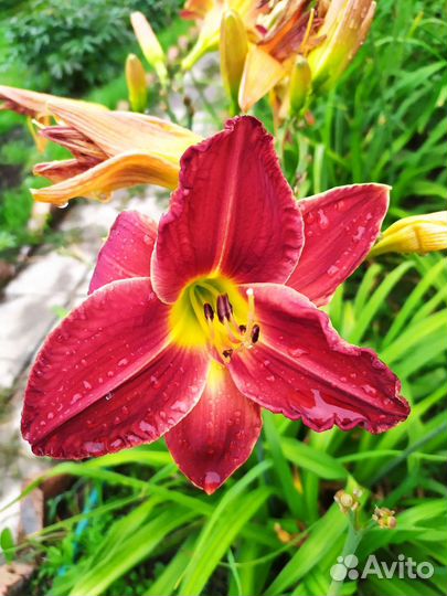 Лилейники сортовые