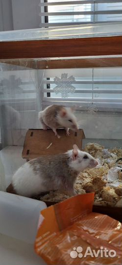 Мышь мастомис