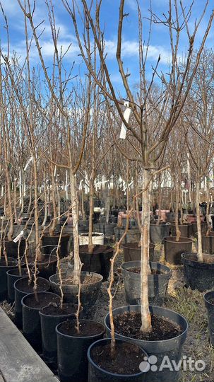 Саженцы Яблоня Чемпион