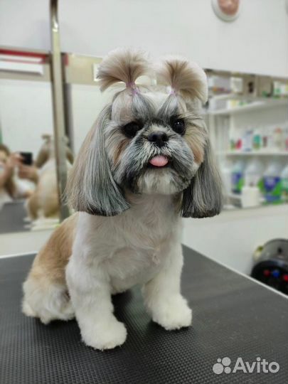 Стрижка собак и кошек - Умка Зооцентр