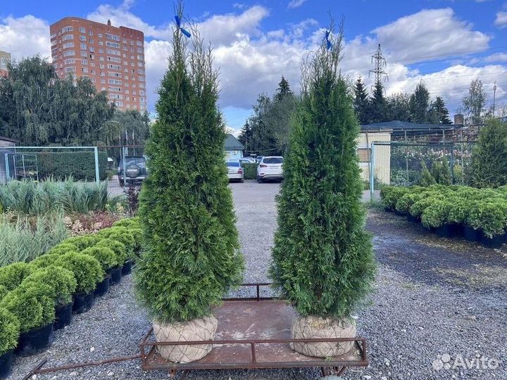 Туя западная Смарагд с доставкой