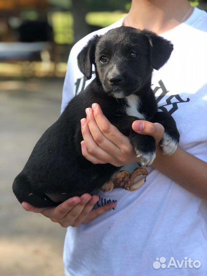 Щенки без породы