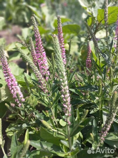 Вероника нитевидная