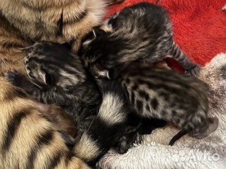 Котята 2 мес