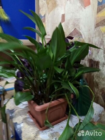 Цветы комнатные