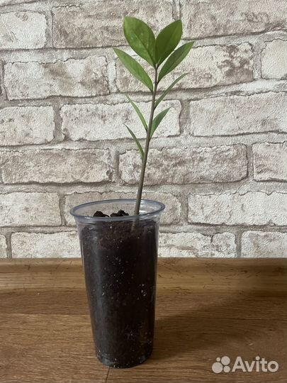 Замиокулькас