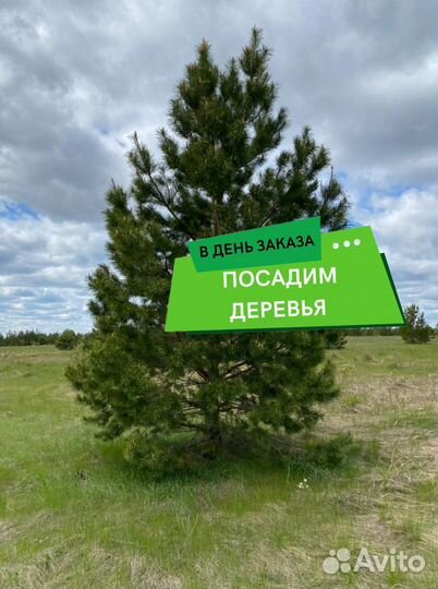 Сосна обыкновенная