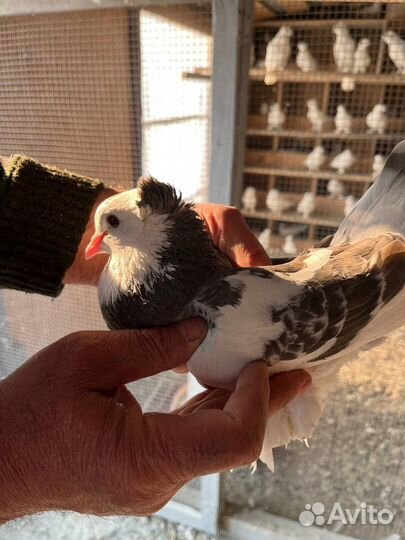 Ленинаканские голуби