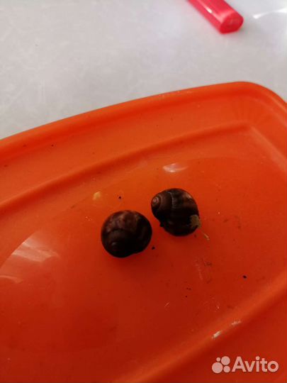 Улитка Беннины