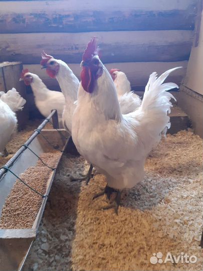 Домашние курочки,петушки