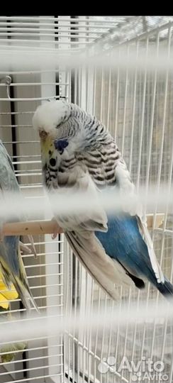 Попугай ввп