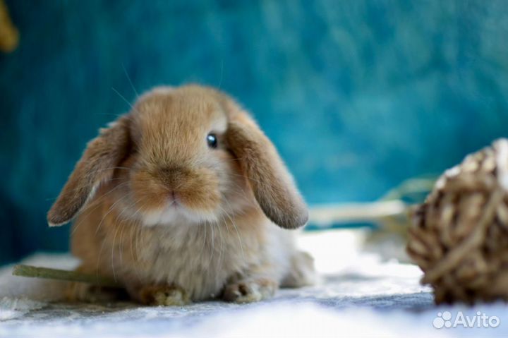 Декоративные кролики. Минилопы