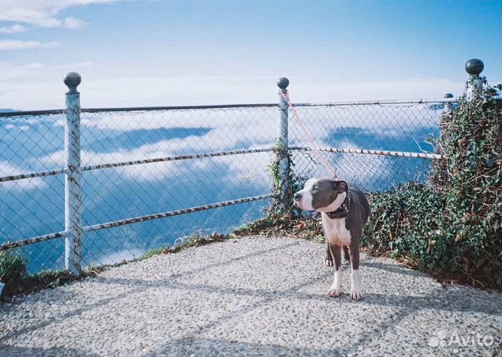 Пленочный фотоаппарат Minolta AF101R + примеры