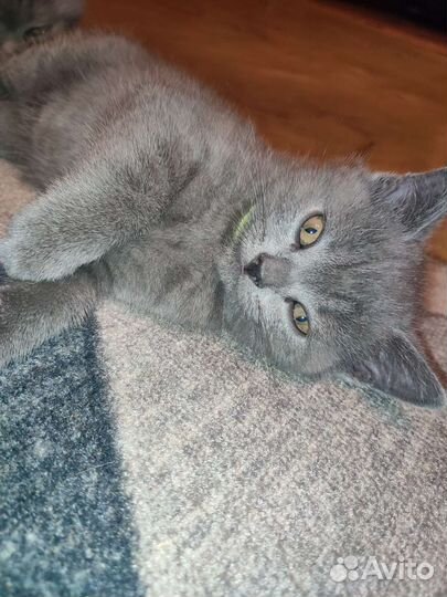 Последний мальчик