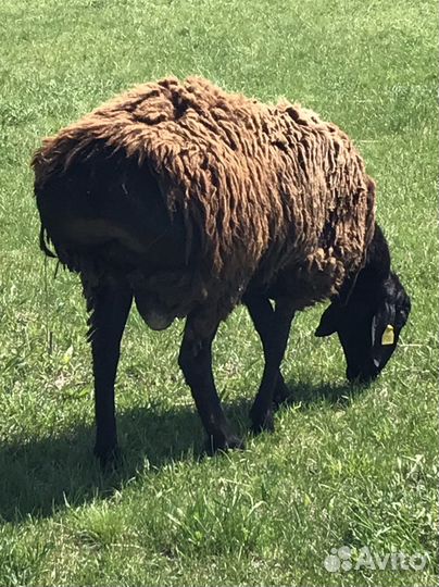 Баранчик на племя