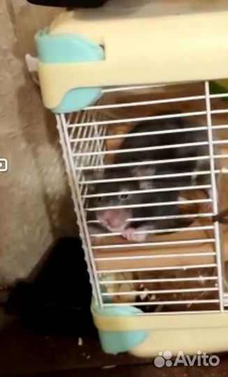 Сирийский хомяк и крыса белая с клетками