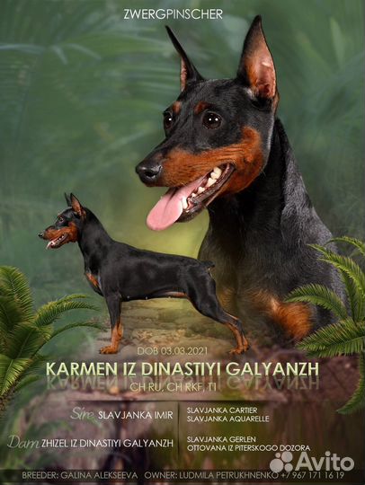 Презентация собак