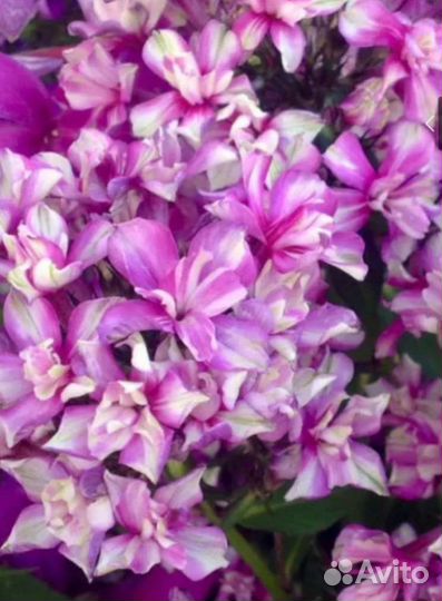 Флокс метельчатый саженцы 10 сортов Гений Квазимод