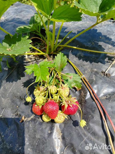 Рассада клубники Мурано ремонтантной