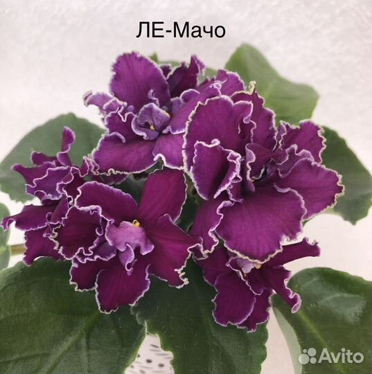 Фиалки детки