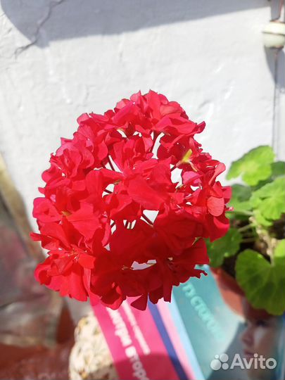 Королевская пеларгония, герань ярко-красная