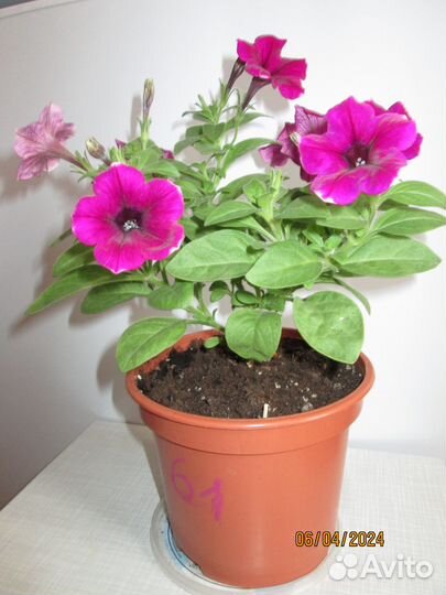 Вегетативная петуния