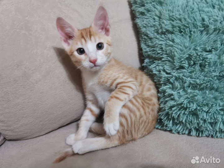 Котенок 2 месяца