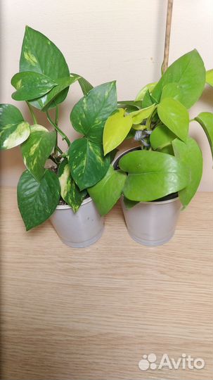 Филодендрон,эпипремнумы,бегонии