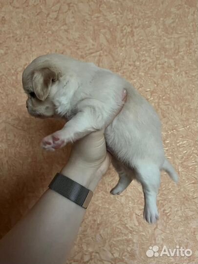 Щенки чихуахуа