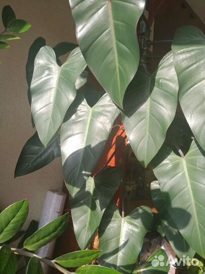 Филодендрон краснеющий
