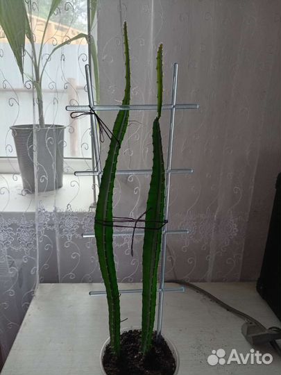 Питахайя (драгонфрукт)